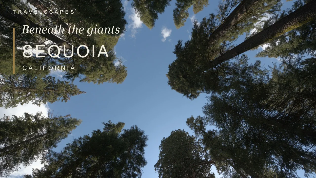 Sequoia: From the Foothills to the Forest