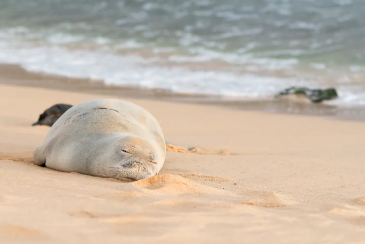 A Seal on Poʻipū Beach — Kauaʻi, Hawaii