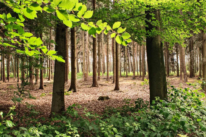 Wankumer Heide — Germany