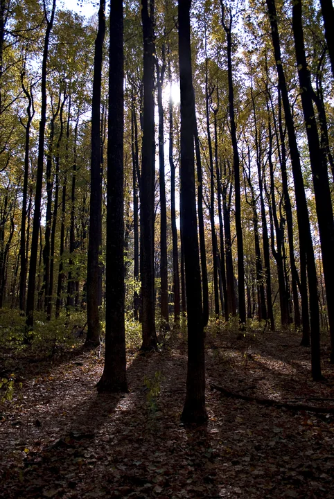 Into the Forest — Virginia, USA