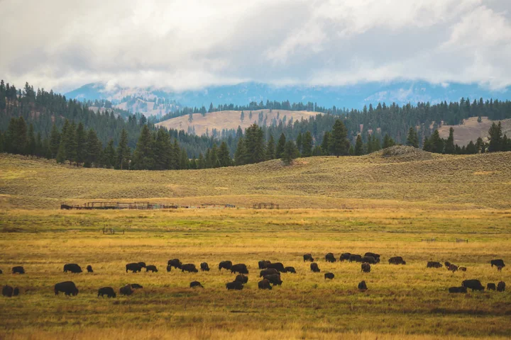 Bison at Paws Up — Montana, USA
