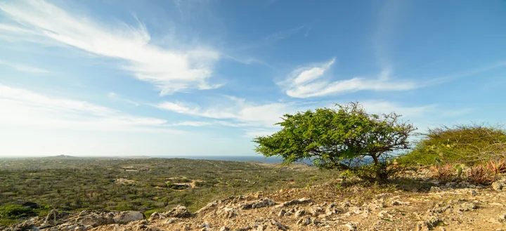Divi-divi Tree — Aruba