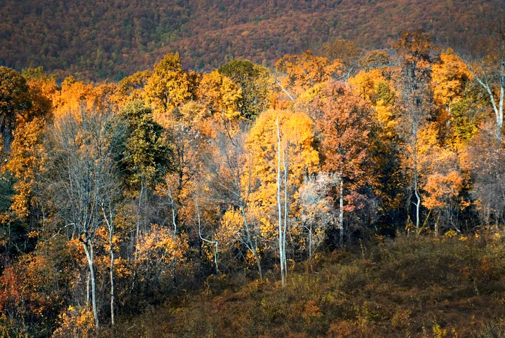 Autumn Color in Shenandoah — Virginia, USA
