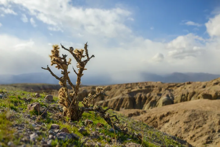 Anza-Borrego Desert — California, USA