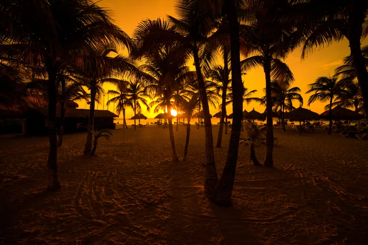 Palms After Sunset — Aruba