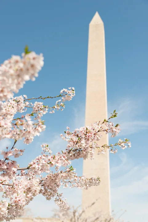 Cherry Blossoms and the Monument — Washington, D.C.