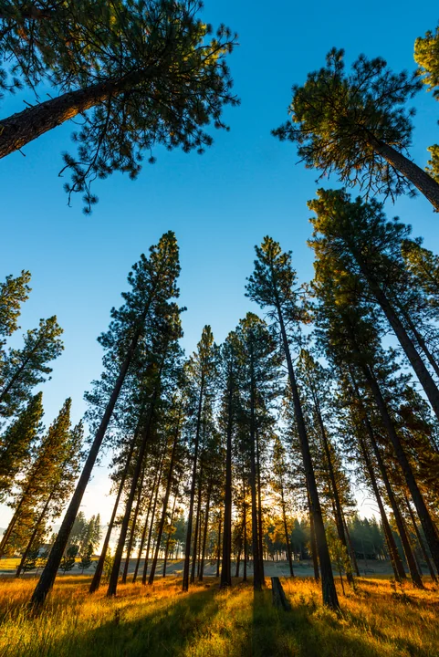 Pines — Vertical — Montana, USA