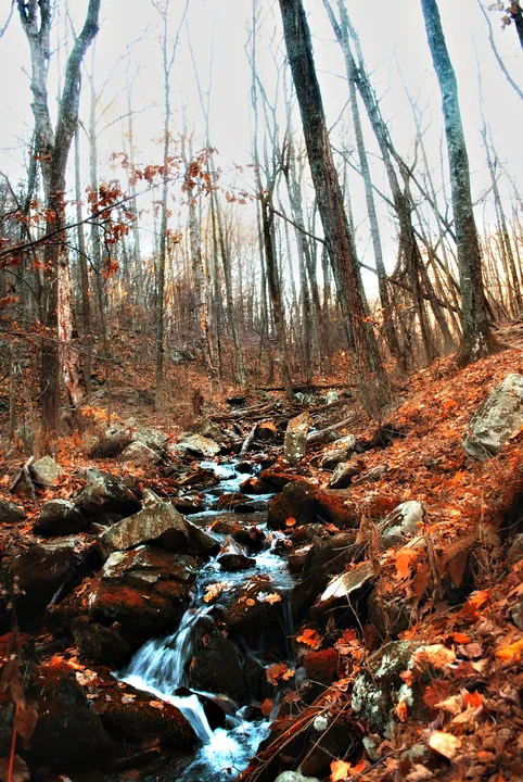 Forest Floor — Virginia, USA