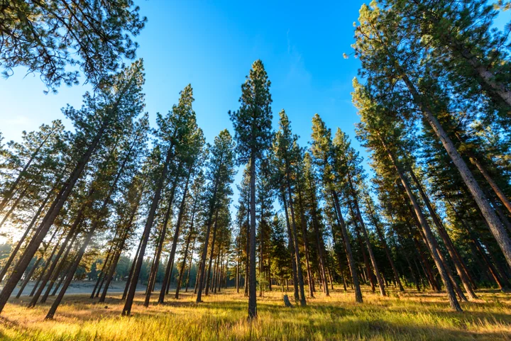 Morning in the Pines — Montana, USA