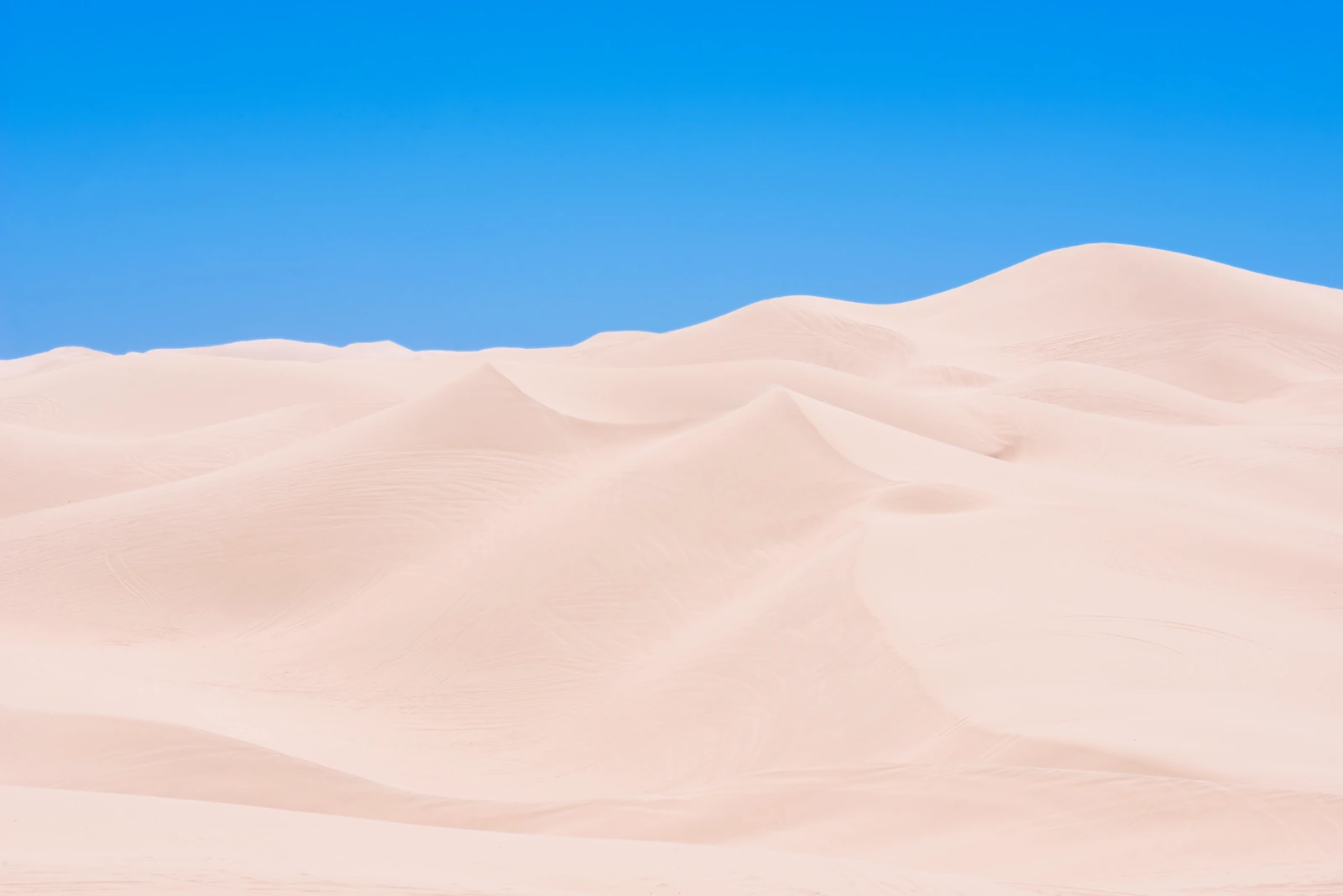 Pale curved ridges of the Algodones Dunes beneath a blue sky. Photograph by Sven Bannuscher.